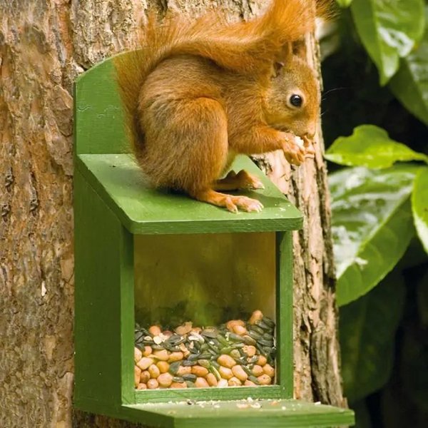 Eichhörnchen-Futterautomat