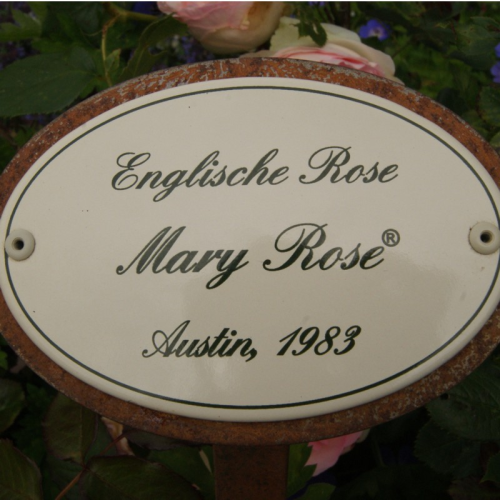 Rosenschild "Mary Rose"
