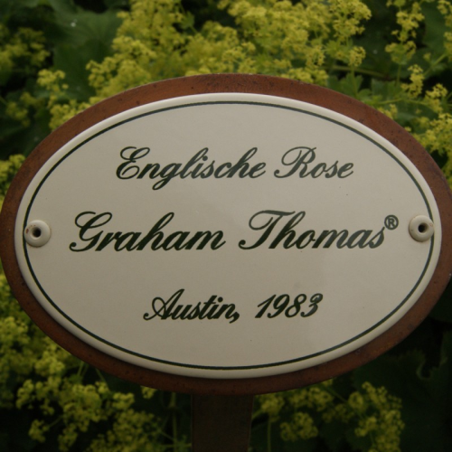 Rosenschild "Graham Thomas"