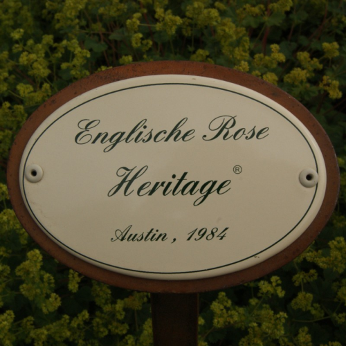 Rosenschild "Heritage"