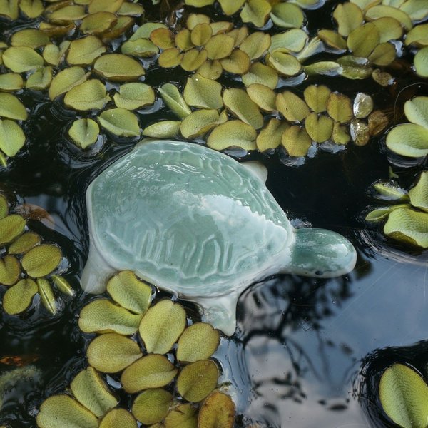 Schildkröte, schwimmend